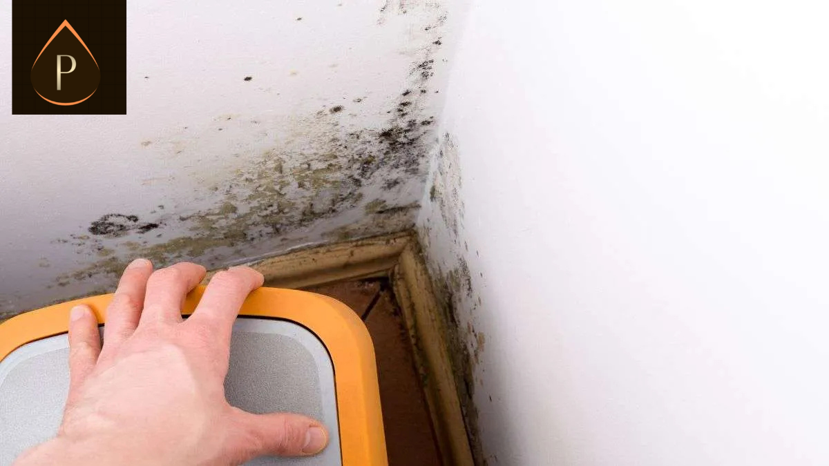 damp solutions South Wales