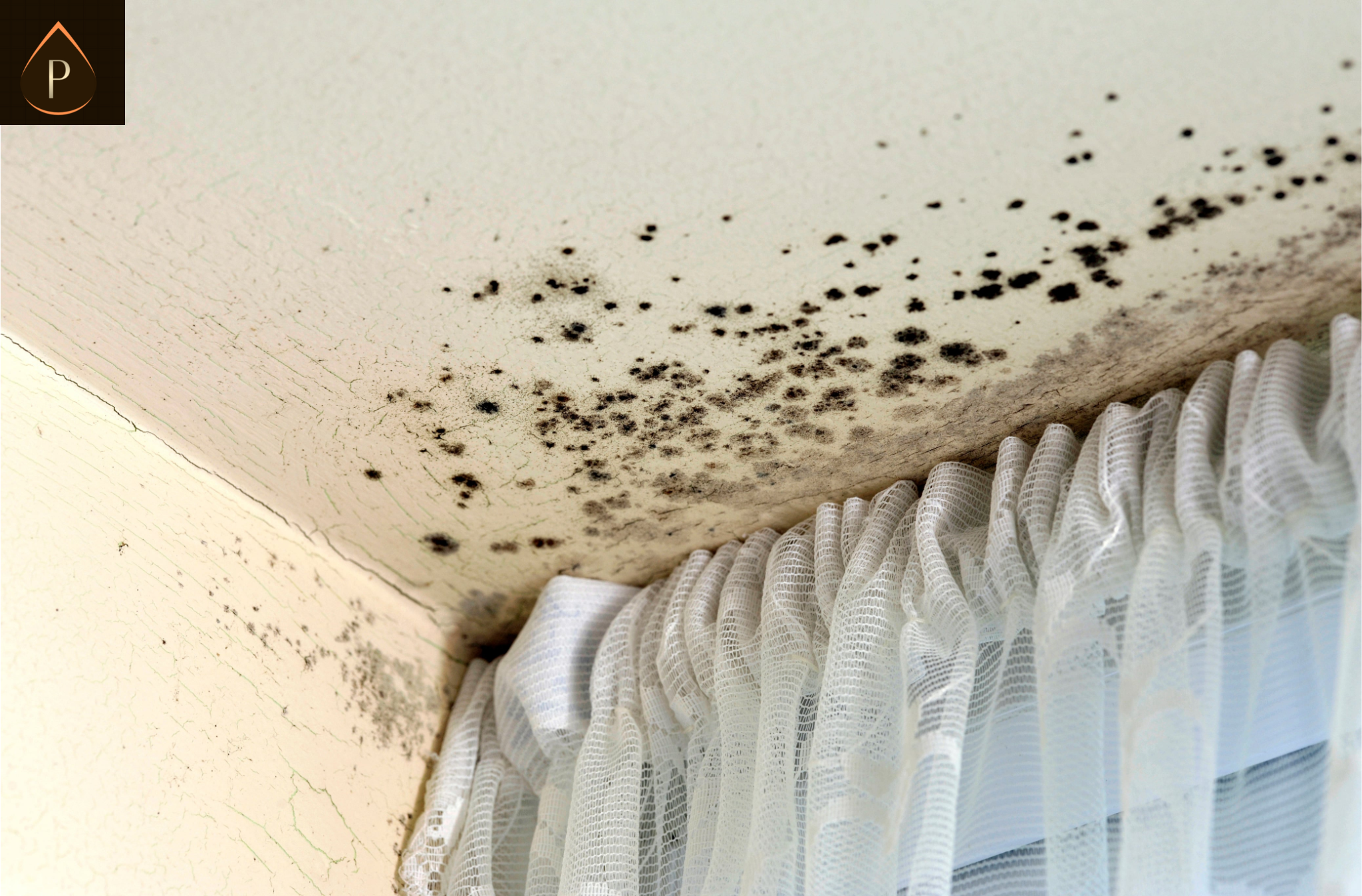 victorian terrace damp guide south wales