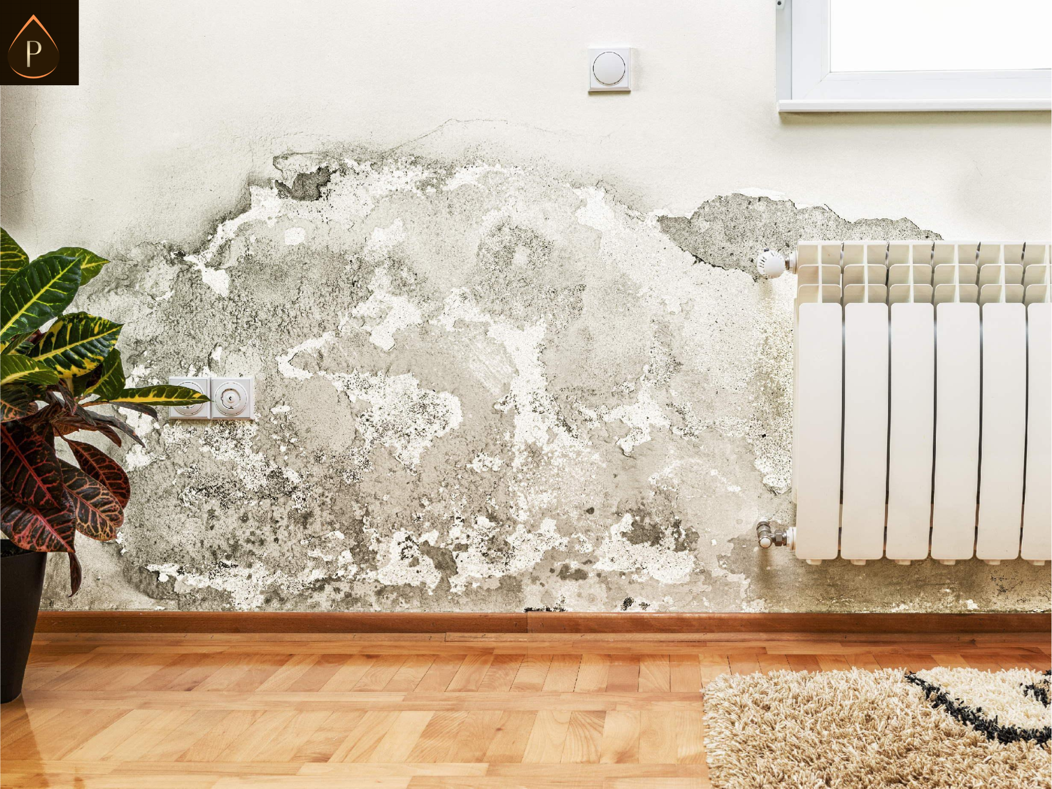 Rising Damp Pontypridd Terraced Homes