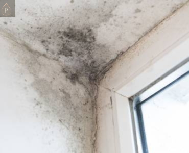 How to Treat Mould on Ceiling Corners in South Wales Rooms