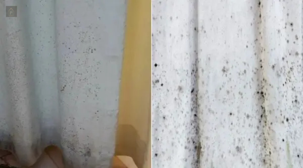 How to Remove Mould from Curtains and Upholstery in South Wales